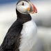 puffin_atlantic_msi_v_0812_can1841.jpg